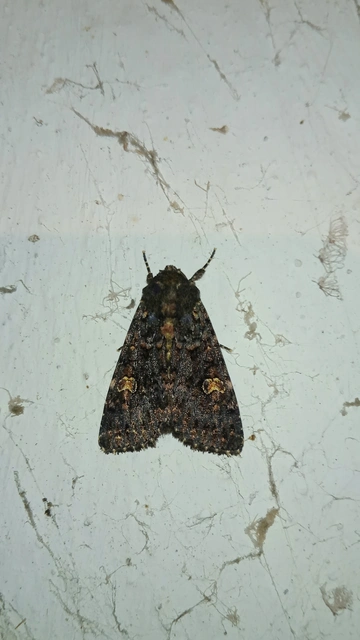 Melanchra persicariae - fehérfoltos kertibagoly