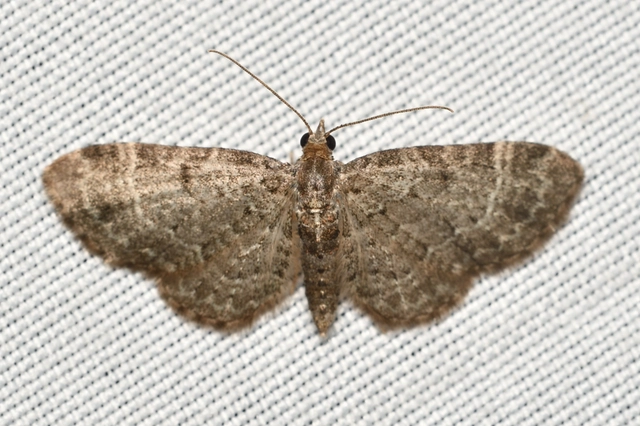 Pasiphila chloerata - hamvas törpearaszoló