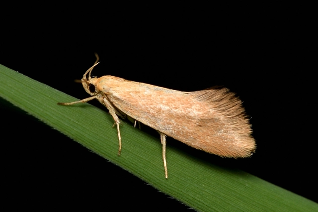 Crassa