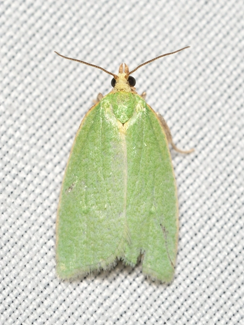 Tortrix viridana - tölgyilonca