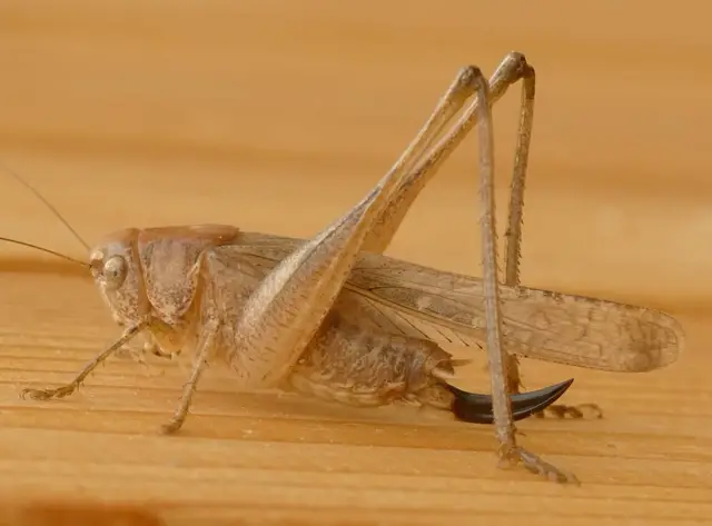 Platycleis grisea - szürke rétiszöcske