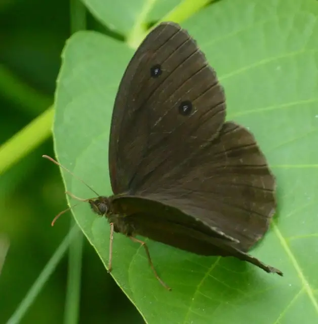 Minois dryas - fekete szemeslepke