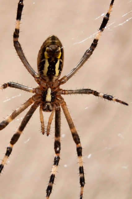 Argiope bruennichi - darázspók