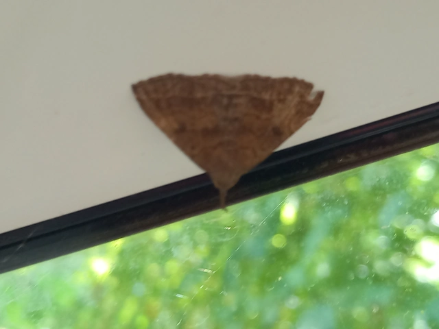 Pechipogo plumigeralis - tollascsápú karcsúbagoly