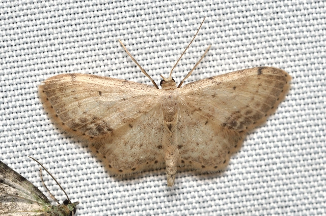 Idaea dimidiata - gyakori apróaraszoló