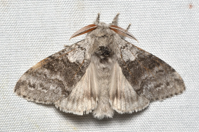Calliteara pudibunda - hamvasszövő