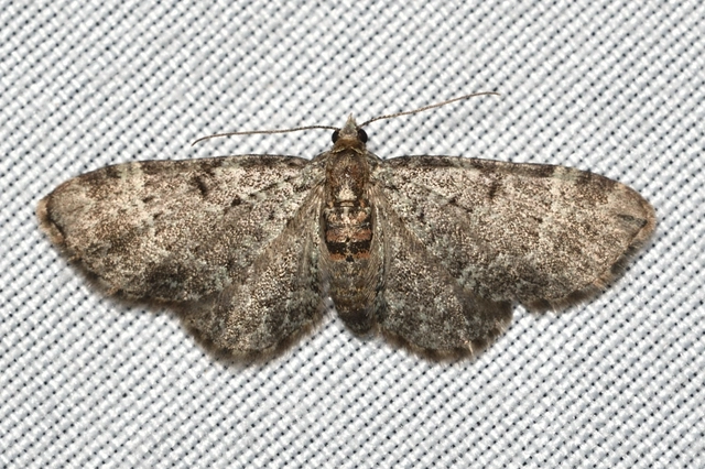 Pasiphila chloerata - hamvas törpearaszoló