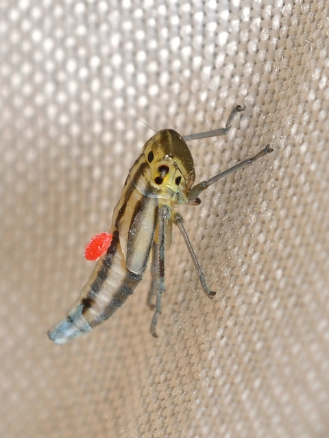 Cicadella viridis - méregzöld kabóca