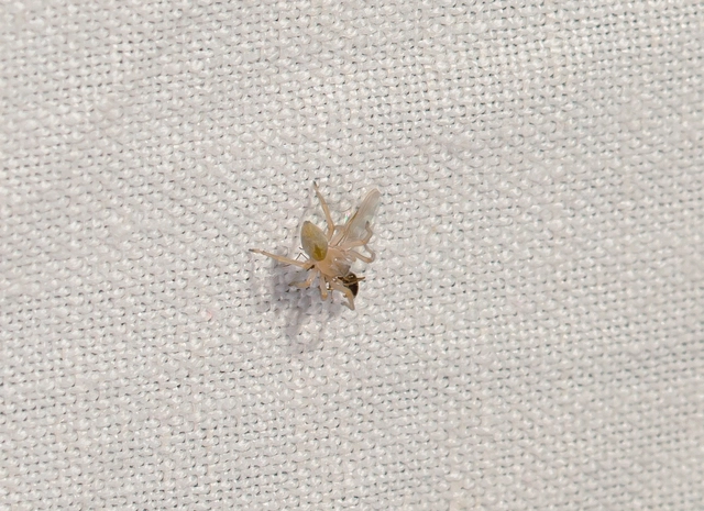 Cheiracanthium