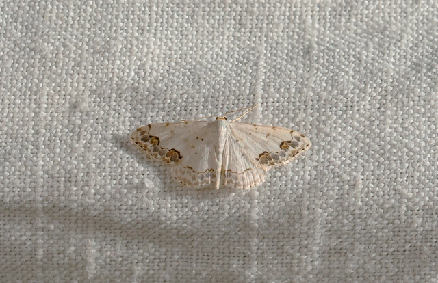 Scopula ornata - díszes fehéraraszoló
