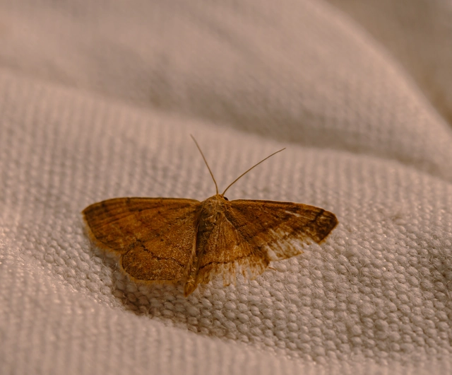 réti pirosaraszoló - Scopula rubiginata