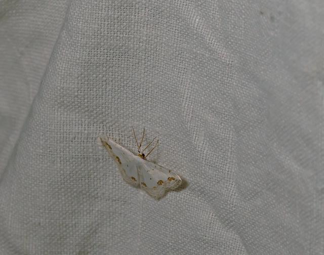 díszes fehéraraszoló - Scopula ornata