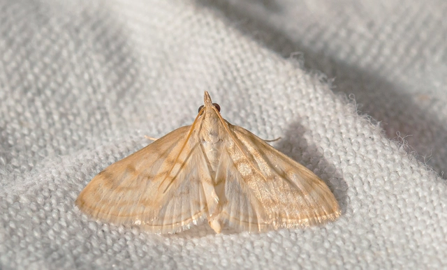 Paratalanta