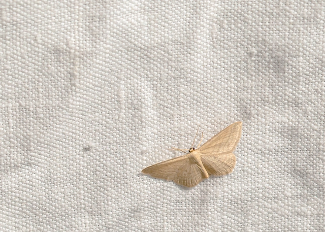 Scopula virgulata - vesszős sávosaraszoló