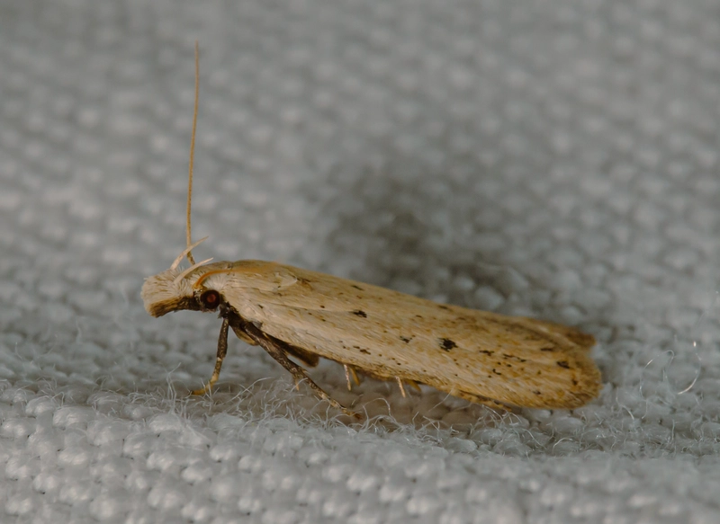 Nothris verbascella - okkersárga sarlósmoly