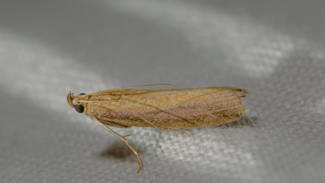 Oncocera semirubella - lucernamoly