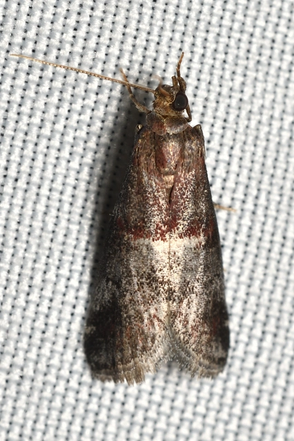 Acrobasis