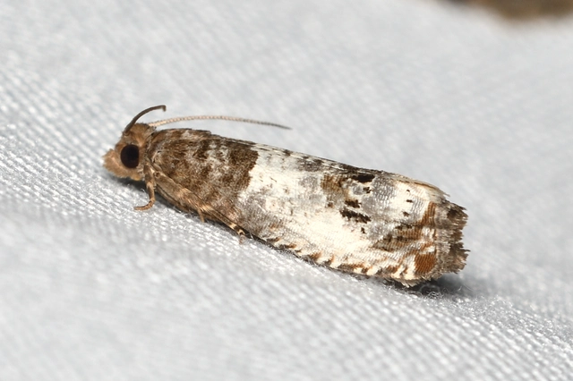 Notocelia