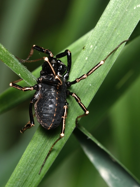 Opiliones - Kaszáspókok