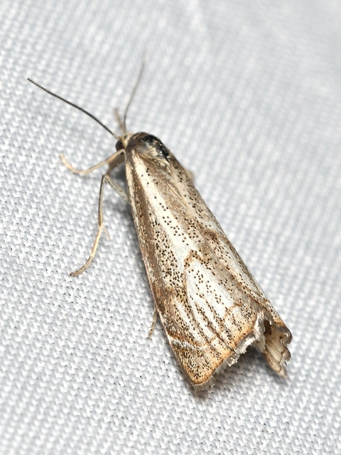 Thisanotia chrysonuchella - tavaszi fűgyökérmoly