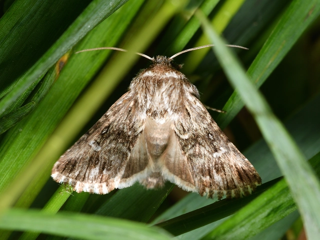 Calophasia lunula - gyújtoványfű-apróbagoly