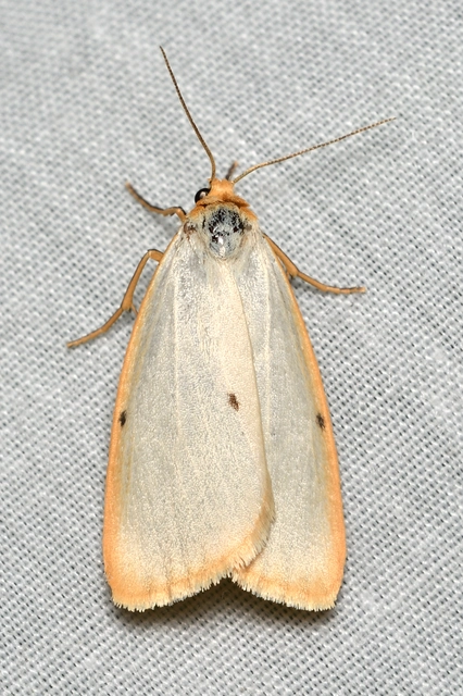 Cybosia mesomella - csontszínű molyszövő