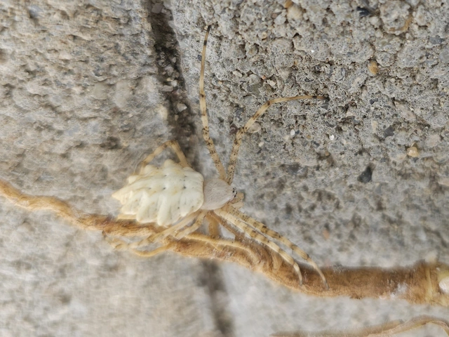 Argiope lobata - karéjos keresztespók