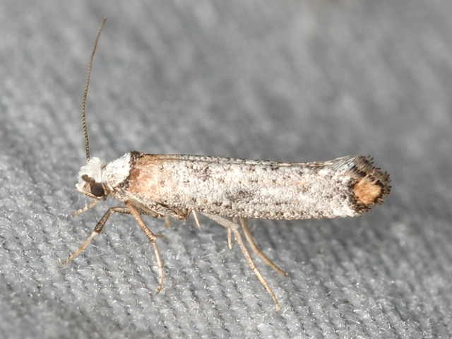 Pseudoswammerdamia combinella - szemfoltos tarkamoly