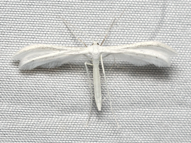 Pterophorus pentadactyla - fehér tollasmoly