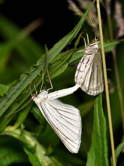 Siona lineata - vonalas fehéraraszoló