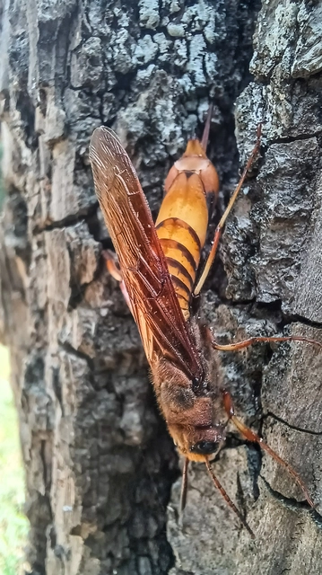 Tremex fuscicornis - sárgagyűrűs fadarázs