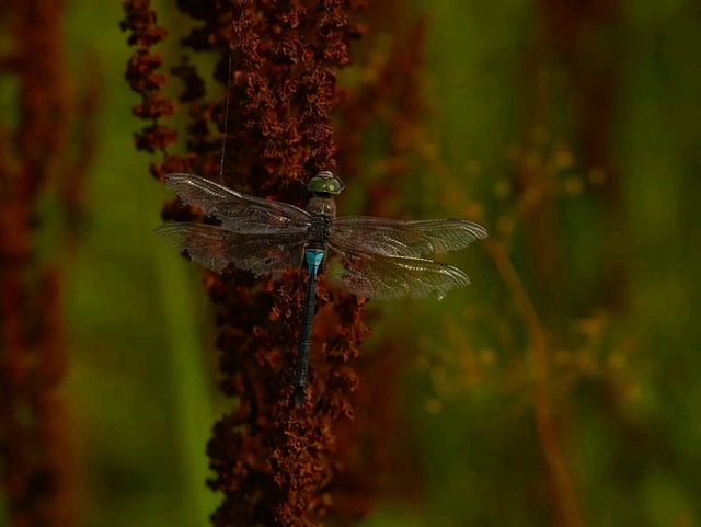 Anax parthenope - barna óriásacsa