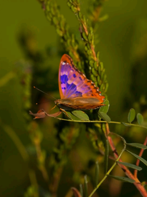 Apatura ilia - kis színjátszólepke