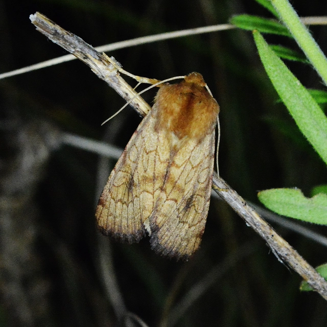 földitömjén-sziklabagoly - Sideridis lampra