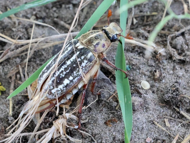 Anoxia orientalis - keleti cserebogár