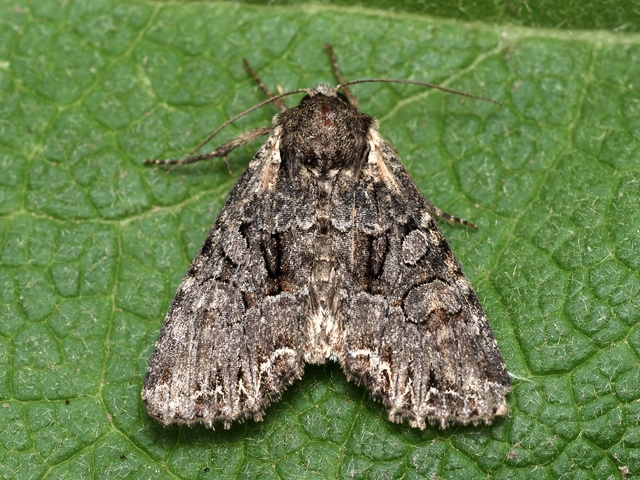 Lacanobia thalassina - borbolya-kertibagoly