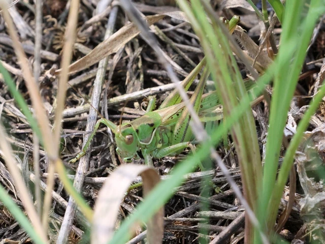 Gampsocleis glabra - tőrös szöcske