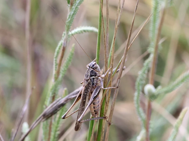 Platycleis grisea - szürke rétiszöcske