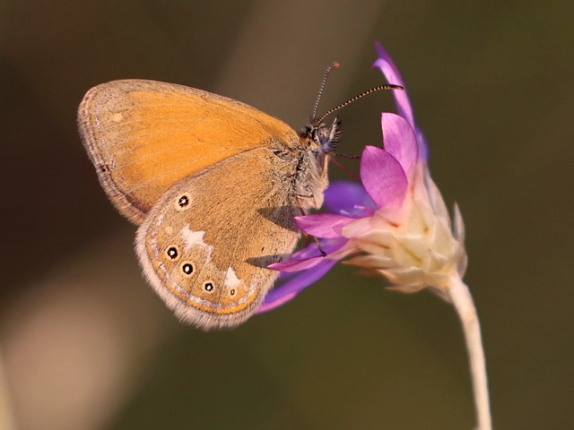 Coenonympha glycerion - közönséges szénalepke