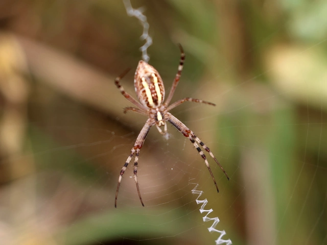 Argiope bruennichi - darázspók