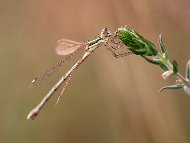 Lestes barbarus - foltosszárnyjegyű rablószitakötő