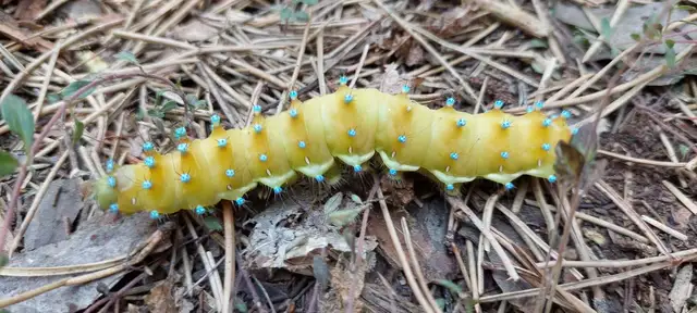 Saturnia pyri - nagy pávaszem