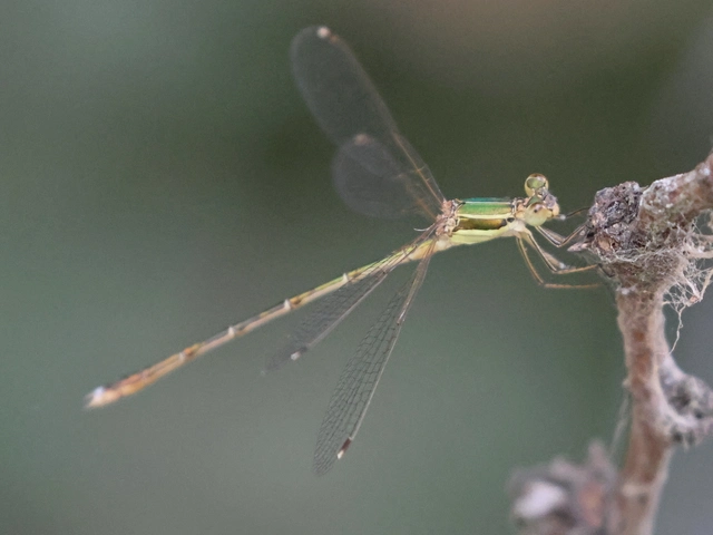 Lestes barbarus - foltosszárnyjegyű rablószitakötő