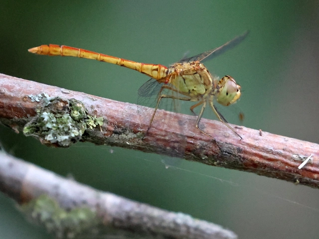 Sympetrum meridionale - fakó katona-szitakötő