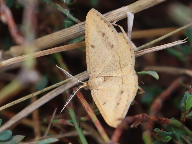 Tephrina arenacearia - lucerna-araszoló