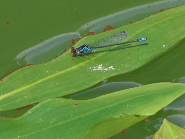 Erythromma viridulum - kis pirosszemű-légivadász