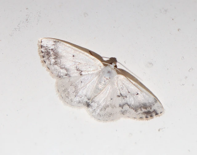 Lomographa temerata - foltos fehéraraszoló
