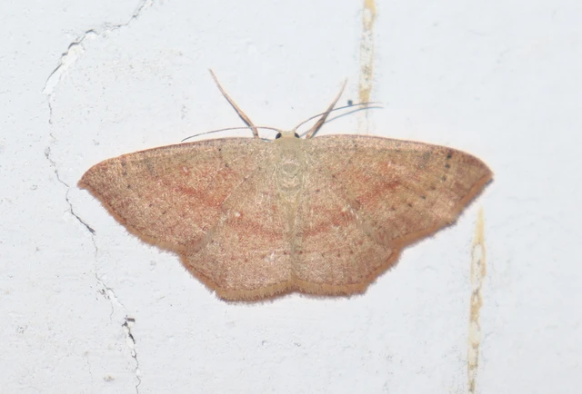 Cyclophora linearia - vonalas pettyesaraszoló