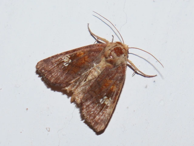 Amphipoea oculea - nagyfoltú lápibagoly