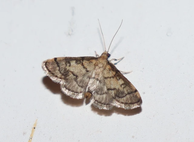 Metasia ophialis - kígyósávos tűzmoly